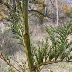 Acacia decurrens (Green Wattle) at Mount Majura - 26 Sep 2023 by waltraud