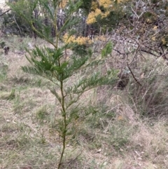 Acacia decurrens at Hackett, ACT - 26 Sep 2023