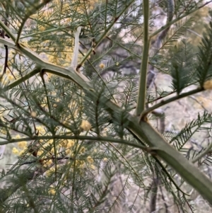 Acacia decurrens at Hackett, ACT - 26 Sep 2023