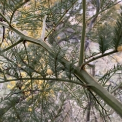 Acacia decurrens (Green Wattle) at Hackett, ACT - 26 Sep 2023 by waltraud