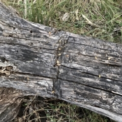 Acacia decurrens at Hackett, ACT - 26 Sep 2023