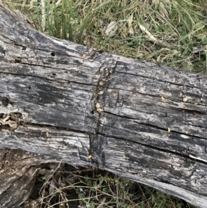 Acacia decurrens at Hackett, ACT - 26 Sep 2023 06:03 PM