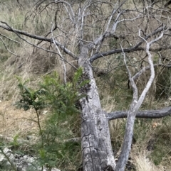 Acacia decurrens at Hackett, ACT - 26 Sep 2023 06:03 PM