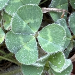 Trifolium subterraneum (Subterranean Clover) at Kangaroo Valley, NSW - 26 Sep 2023 by lbradley