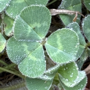 Trifolium subterraneum at Kangaroo Valley, NSW - 27 Sep 2023