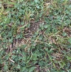 Trifolium subterraneum at Kangaroo Valley, NSW - 27 Sep 2023