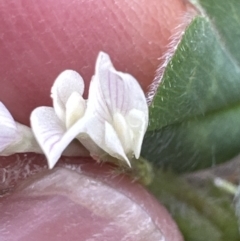 Trifolium subterraneum at Kangaroo Valley, NSW - suppressed