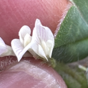 Trifolium subterraneum at Kangaroo Valley, NSW - suppressed