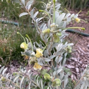 Grevillea arenaria at Hackett, ACT - 26 Sep 2023