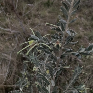 Grevillea arenaria at Hackett, ACT - 26 Sep 2023