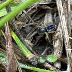 Maratus hesperus (Venus Peacock Spider) at Kangaroo Valley, NSW - 27 Sep 2023 by lbradley