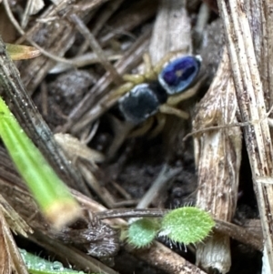 Maratus hesperus at Kangaroo Valley, NSW - 27 Sep 2023