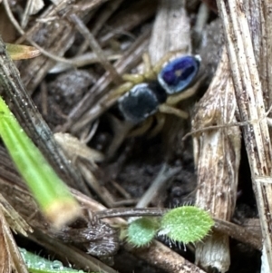 Maratus hesperus at Kangaroo Valley, NSW - suppressed