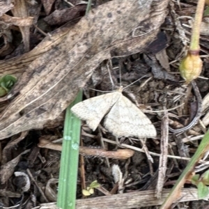 Scopula rubraria at Kangaroo Valley, NSW - suppressed