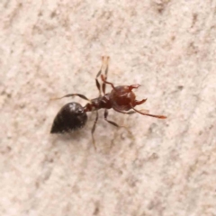 Crematogaster sp. (genus) (Acrobat ant, Cocktail ant) at Bruce, ACT - 26 Sep 2023 by ConBoekel
