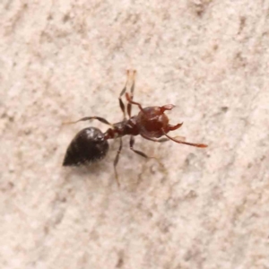 Crematogaster sp. (genus) at Bruce, ACT - 26 Sep 2023