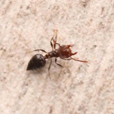 Crematogaster sp. (genus) (Acrobat ant, Cocktail ant) at Bruce, ACT - 26 Sep 2023 by ConBoekel