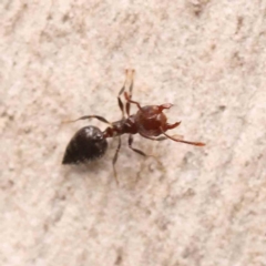 Crematogaster sp. (genus) (Acrobat ant, Cocktail ant) at Bruce Ridge to Gossan Hill - 25 Sep 2023 by ConBoekel