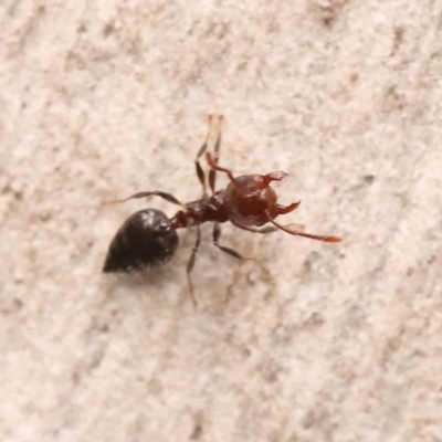 Crematogaster sp. (genus) (Acrobat ant, Cocktail ant) at Bruce Ridge - 25 Sep 2023 by ConBoekel
