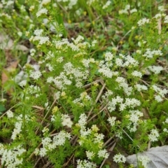 Asperula conferta (Common Woodruff) at O'Malley, ACT - 27 Sep 2023 by Mike