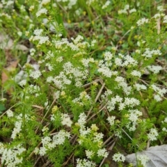 Asperula conferta (Common Woodruff) at Mount Mugga Mugga - 26 Sep 2023 by Mike