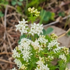 Asperula conferta at O'Malley, ACT - 27 Sep 2023 08:19 AM