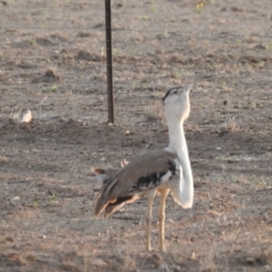 Ardeotis australis at Aramac, QLD - 23 Nov 2015