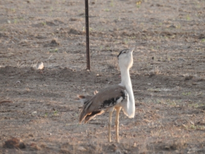 Ardeotis australis (Australian Bustard) at Aramac, QLD - 23 Nov 2015 by HelenCross