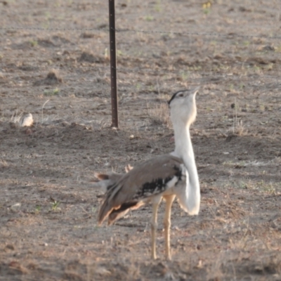 Ardeotis australis (Australian Bustard) at Aramac, QLD - 23 Nov 2015 by HelenCross