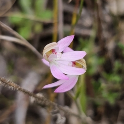 Caladenia carnea (Pink Fingers) at Cuumbeun Nature Reserve - 23 Sep 2023 by Csteele4