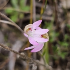 Caladenia carnea (Pink Fingers) at Carwoola, NSW - 23 Sep 2023 by Csteele4