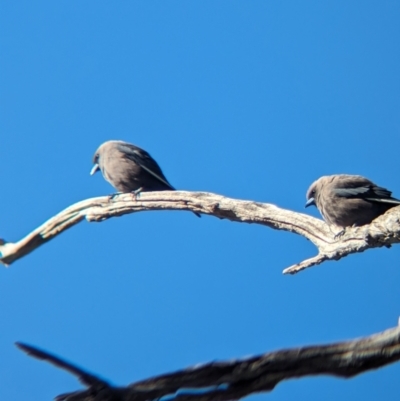 Artamus cyanopterus (Dusky Woodswallow) at Gelston Park, NSW - 24 Sep 2023 by Darcy