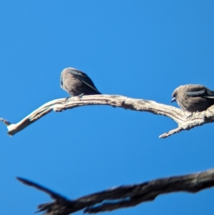 Artamus cyanopterus at Gelston Park, NSW - suppressed