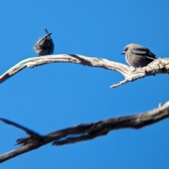 Artamus cyanopterus at Gelston Park, NSW - suppressed