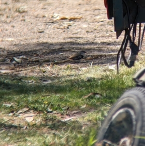 Stagonopleura guttata at Gelston Park, NSW - 25 Sep 2023