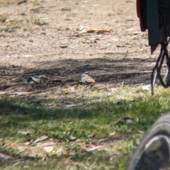 Stagonopleura guttata at Gelston Park, NSW - 25 Sep 2023