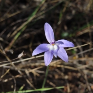 Glossodia major (Wax Lip Orchid) at Canberra Central, ACT by MatthewFrawley
