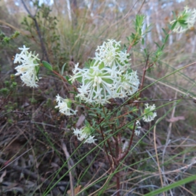 Pimelea linifolia subsp. linifolia (Queen of the Bush, Slender Rice-flower) at Black Mountain - 25 Sep 2023 by MatthewFrawley