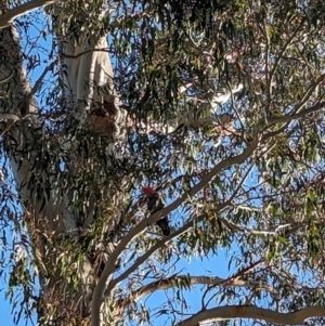 Callocephalon fimbriatum at Albury, NSW - suppressed