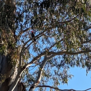 Callocephalon fimbriatum at Albury, NSW - 26 Sep 2023