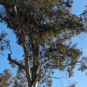 Callocephalon fimbriatum at Albury, NSW - suppressed