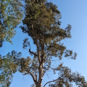 Callocephalon fimbriatum at Albury, NSW - suppressed