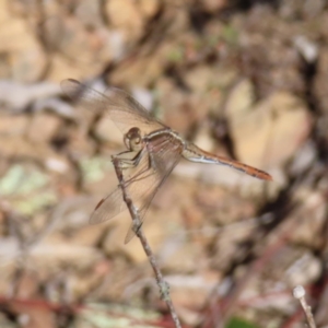 Diplacodes bipunctata at Black Mountain - 25 Sep 2023