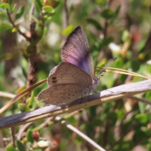 Erina hyacinthina at Canberra Central, ACT - 25 Sep 2023 02:15 PM