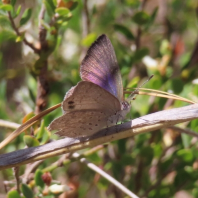 Erina hyacinthina (Varied Dusky-blue) at Black Mountain - 25 Sep 2023 by MatthewFrawley