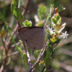 Erina hyacinthina at Canberra Central, ACT - 25 Sep 2023