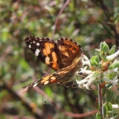 Vanessa kershawi (Australian Painted Lady) at Black Mountain - 25 Sep 2023 by MatthewFrawley