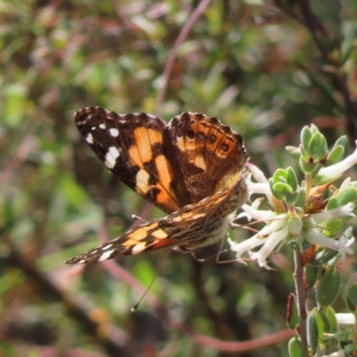 Vanessa kershawi (Australian Painted Lady) at Canberra Central, ACT - 25 Sep 2023 by MatthewFrawley