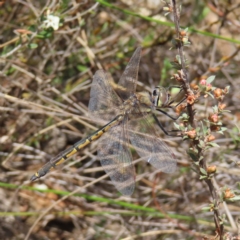 Hemicordulia tau (Tau Emerald) at Black Mountain - 25 Sep 2023 by MatthewFrawley