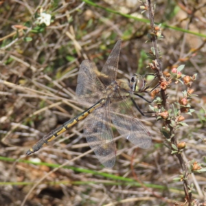 Hemicordulia tau at Black Mountain - 25 Sep 2023 02:25 PM